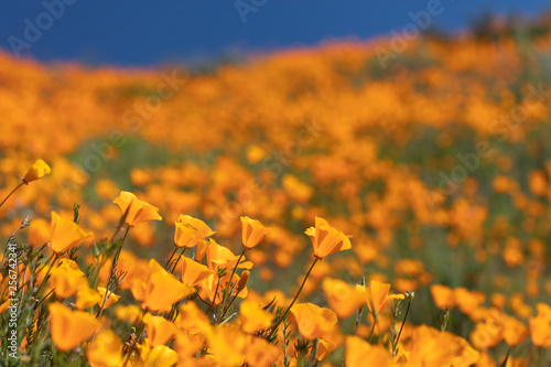 Fototapeta Naklejka Na Ścianę i Meble -  California Poppies Landscape During the 2019 Super Bloom