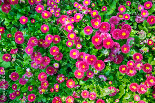 Fototapeta Naklejka Na Ścianę i Meble -  Beautiful daisy flowers on green meadow