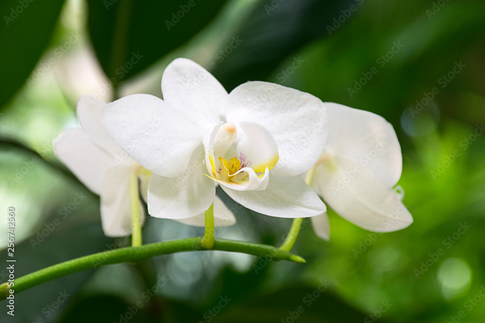 Bright white orchid blossoms and buds with lush greenery Bright white orchid blossoms and buds with lush greenery