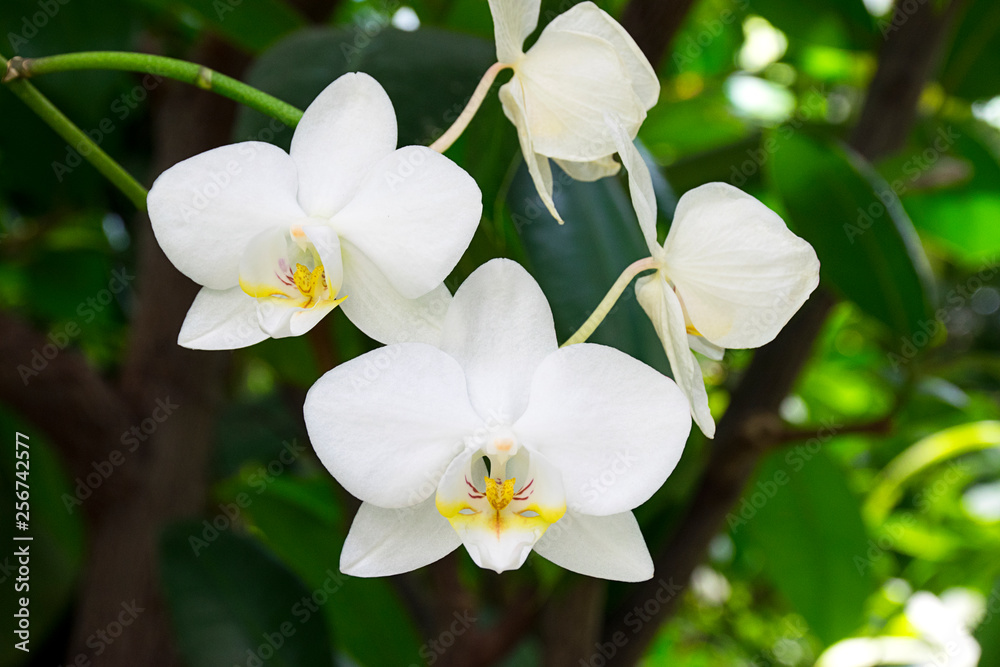 Bright white orchid blossoms and buds with lush greenery Bright white orchid blossoms and buds with lush greenery