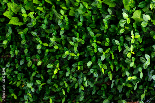 Wallpaper Mural Nice fresh green bush leaves closeup texture background  Torontodigital.ca