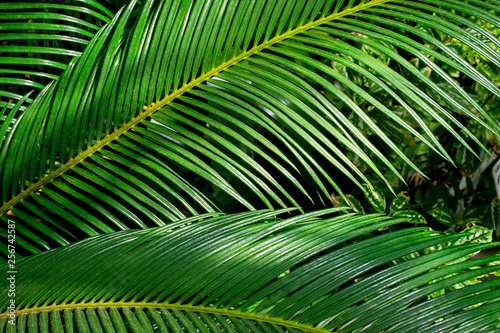 Palm leafs background  © roxana_stefania
