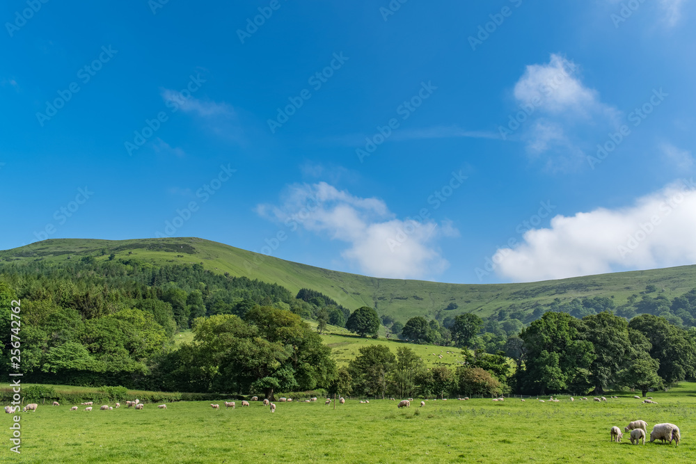 A rural scene with green grass, sheep, and trees. There are hills in the background, and blue sky with clouds. Taken near LLanthony, Monmouthshire, South Wales.