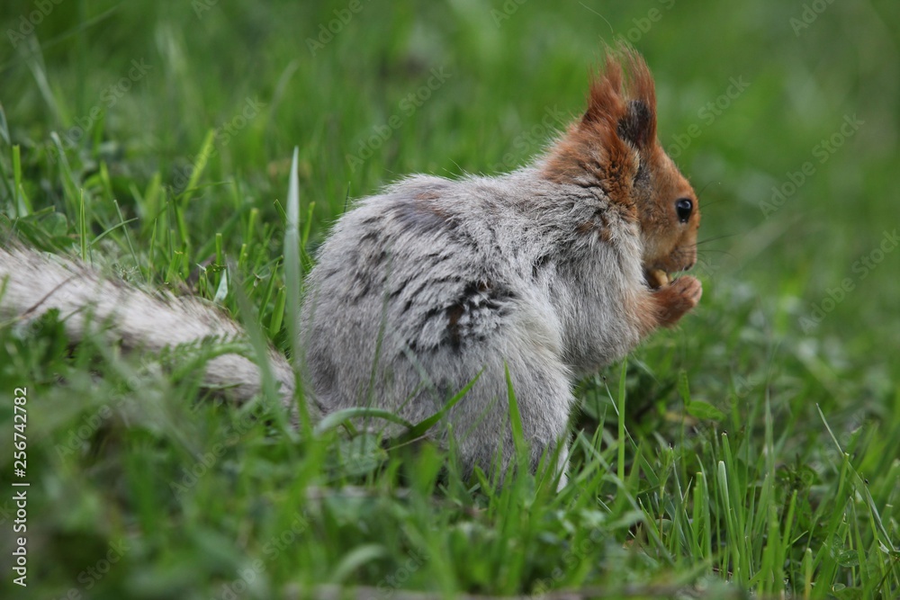 a squirrel eats walnuts in the garden.artvin a squirrel eats walnuts in the garden.artvin