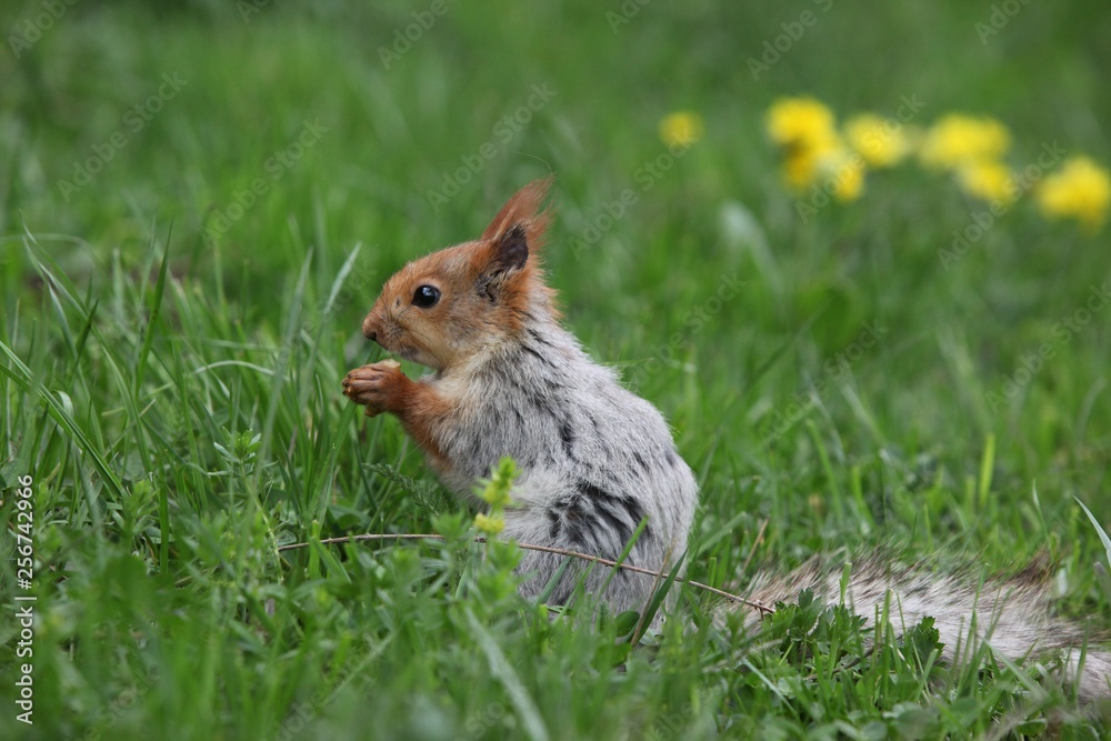 a squirrel eats walnuts in the garden.artvin a squirrel eats walnuts in the garden.artvin