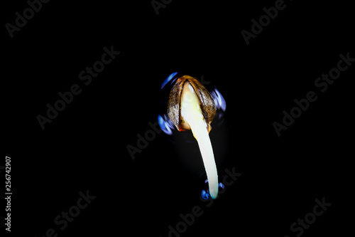Foto Medical Cannabis seeds on the black background - THC CBD, germination of cannabis seeds, sprouting
