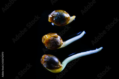 Medical Cannabis seeds on the black background - THC CBD, germination of cannabis seeds, sprouting.