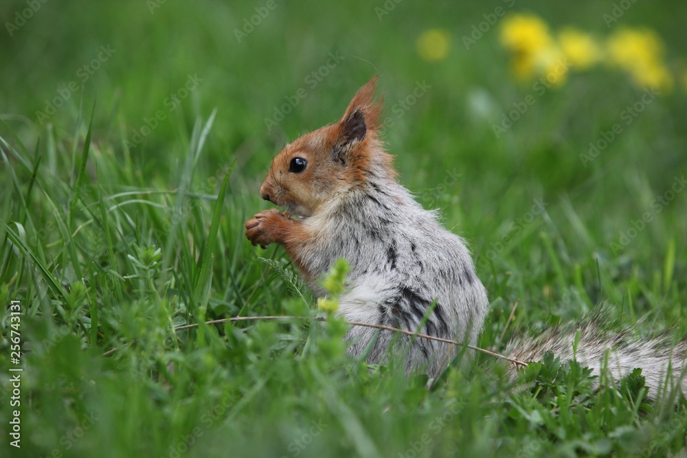 a squirrel eats walnuts in the garden.artvin a squirrel eats walnuts in the garden.artvin