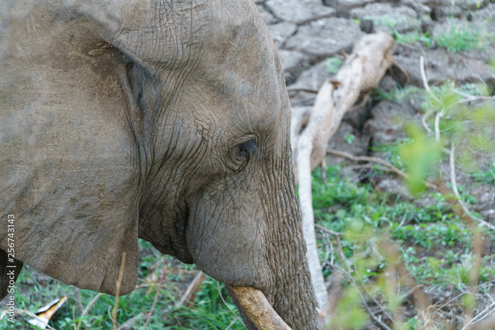 Fototapeta premium African Elephant (Loxodonta africana)