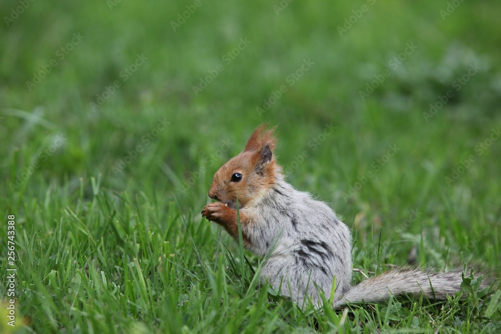 a squirrel eats walnuts in the garden.artvin a squirrel eats walnuts in the garden.artvin