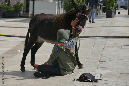 Asino in compagnia del suo padrone in centro città a Bari. Sud Italia  photo