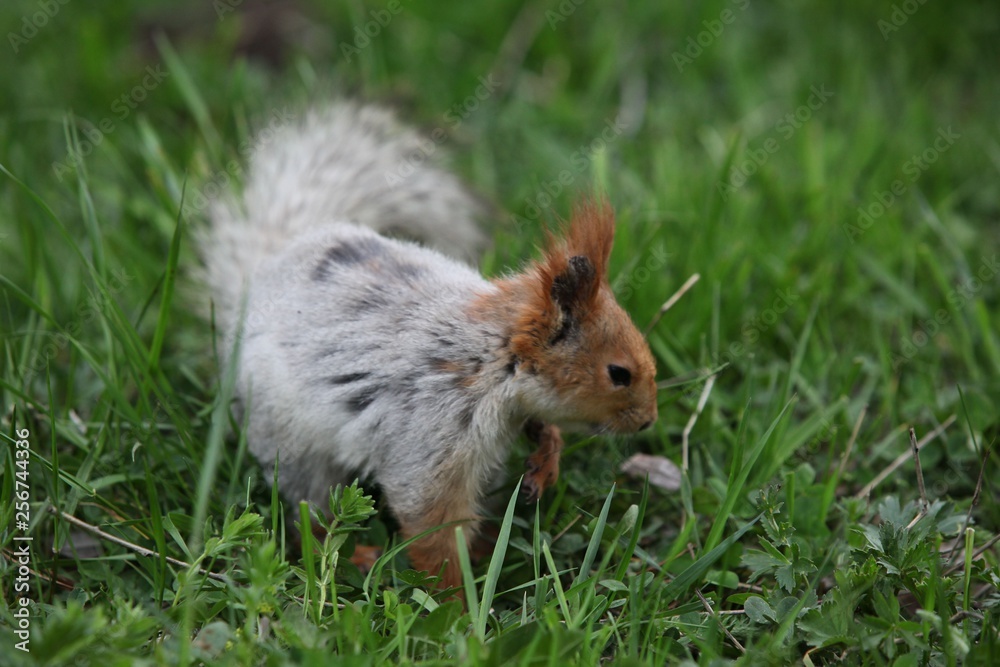 a squirrel eats walnuts in the garden.artvin a squirrel eats walnuts in the garden.artvin