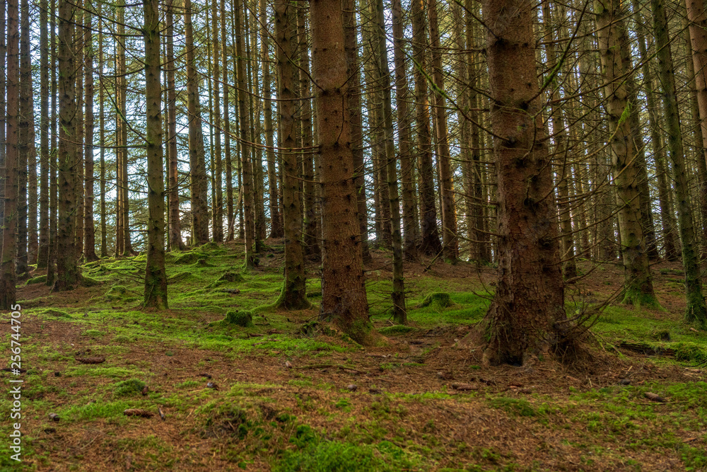 Obraz premium Las sosnowy