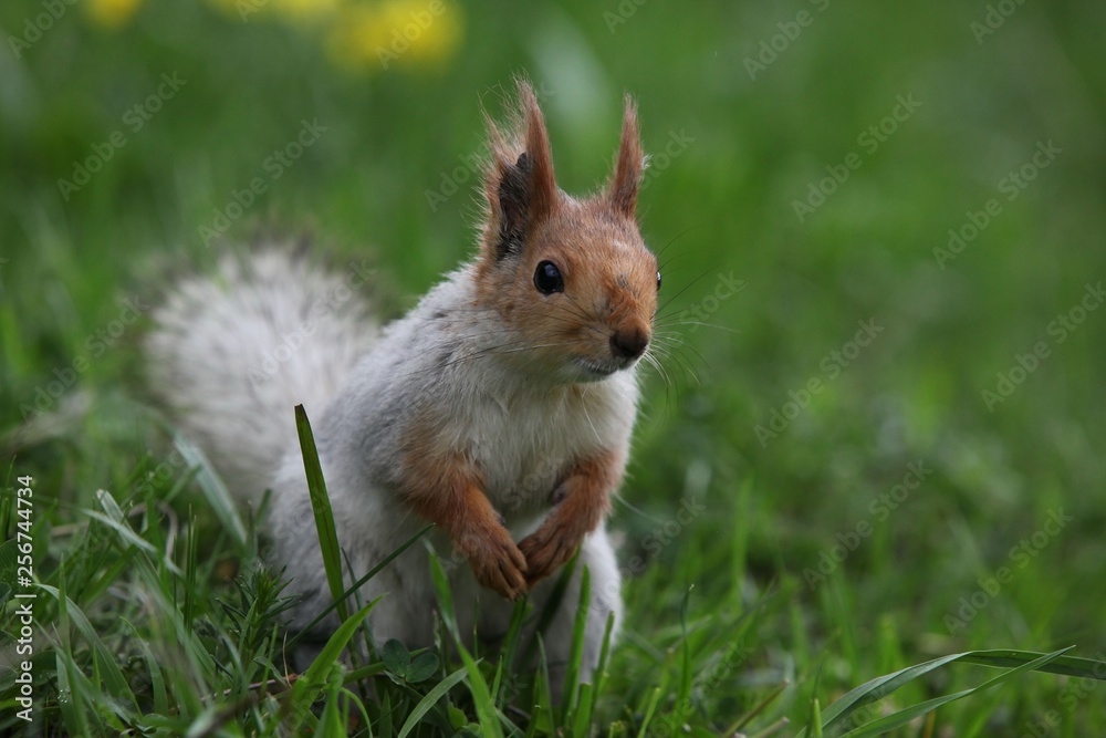Obraz premium a squirrel eats walnuts in the garden.artvin 