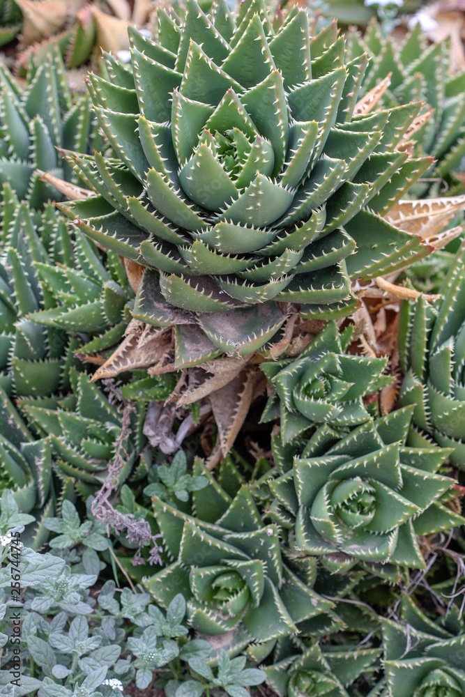 closeup of a cactus