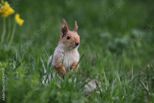 a squirrel eats walnuts in the garden.artvin  © murat