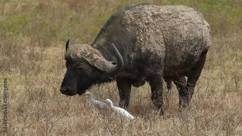 Cape Buffalo Grazing With Egret Bird Friends Cape Buffalo Grazing With Egret Bird Friends