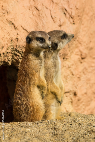 Suricate standing on a watch observing for danger