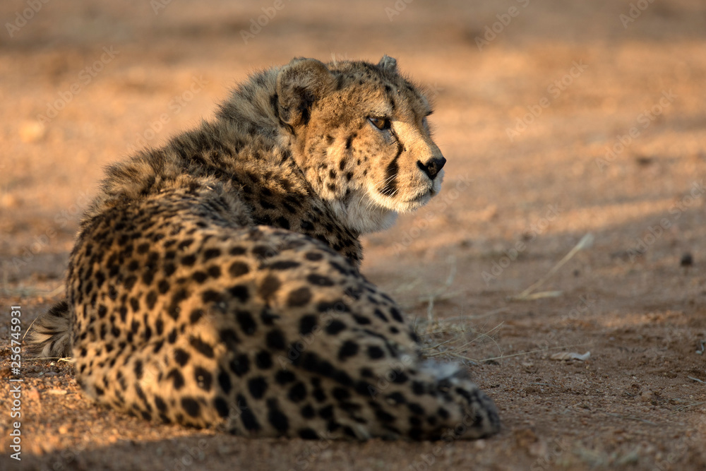 Naklejka premium Cheetah resting