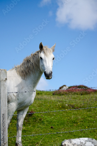 Horse in a Field