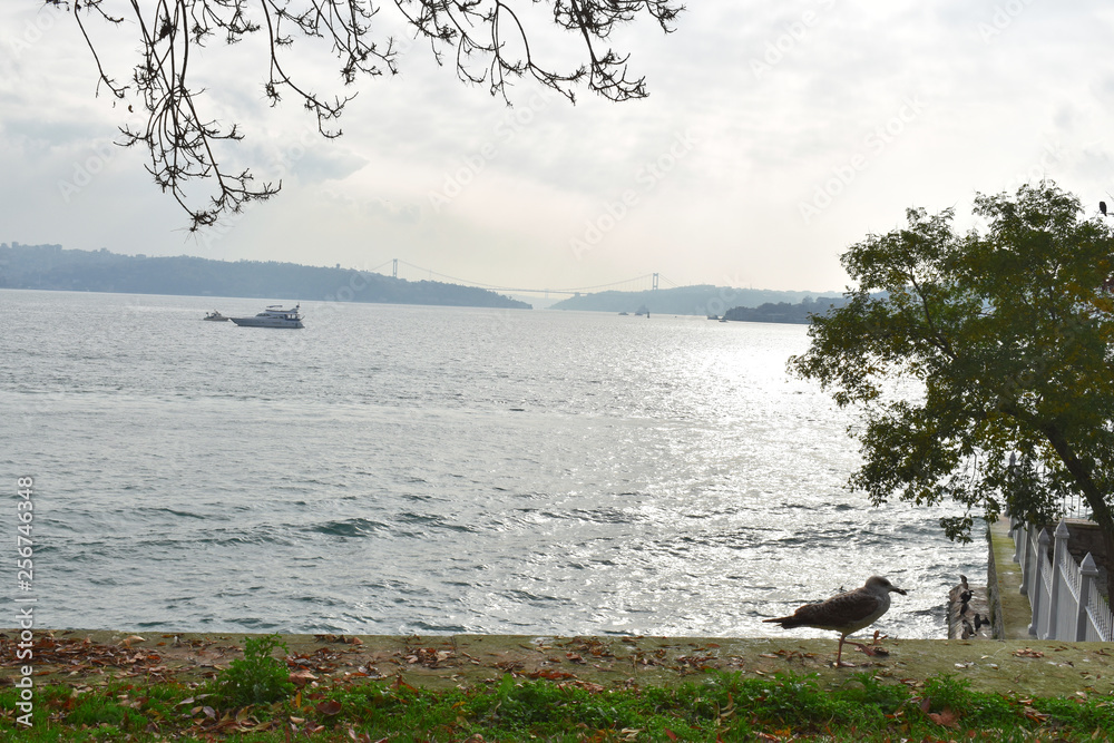 Seagull watching the Bosphorus of Istanbul. from the edge of the garden Strait of Istanbul
