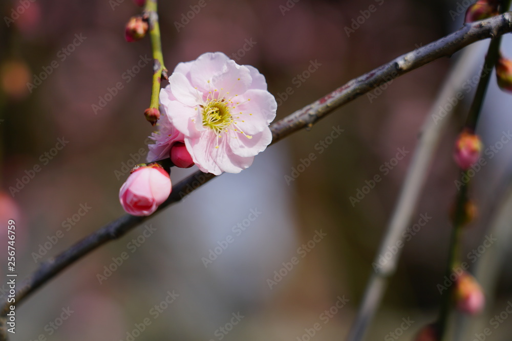 Pink flower blooms of the Japanese ume apricot tree, prunus mume, in winter in Japan Pink flower blooms of the Japanese ume apricot tree, prunus mume, in winter in Japan