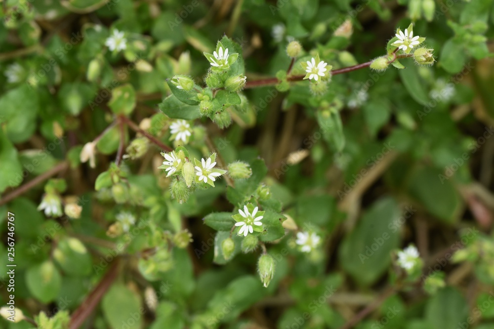 Stellaria media flowers Stellaria media flowers