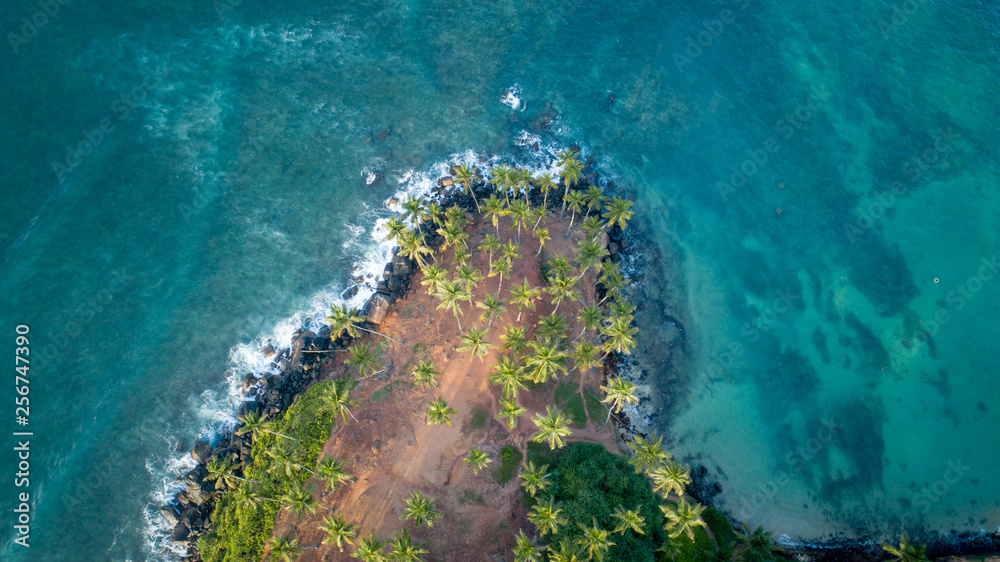 Aerial view of coconut trees at seaside the morning,Sri lanka