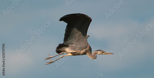 Heron in flight