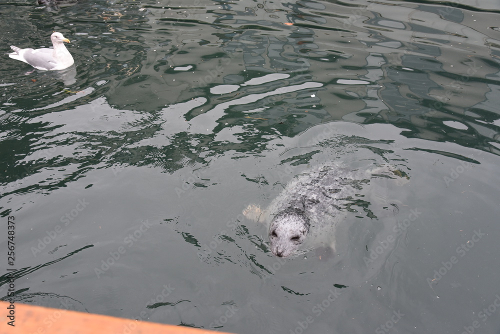 Naklejka premium seal in the water