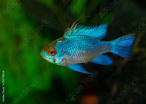 Male Electric Blue © bigemrg