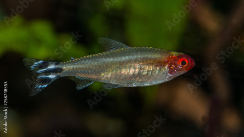 Red Nosed Tetra