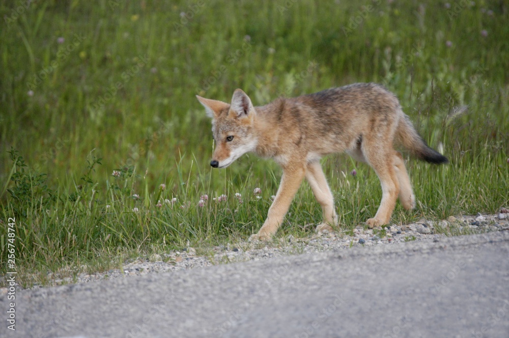 Fototapeta premium coyote on the road