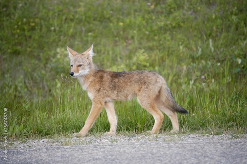 coyote out for a walk