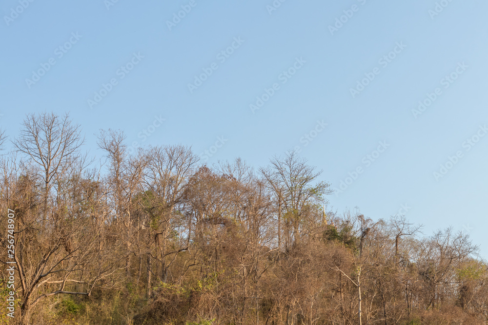 Forests and deciduous trees on the hills. Forests and deciduous trees on the hills.
