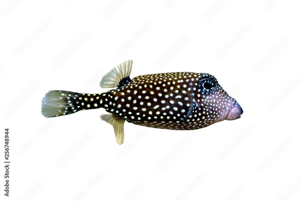 Naklejka premium クロハコフグ