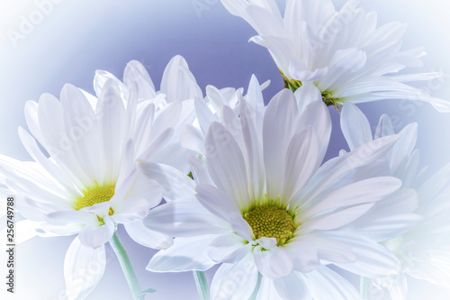 White Daisies with Blue Background