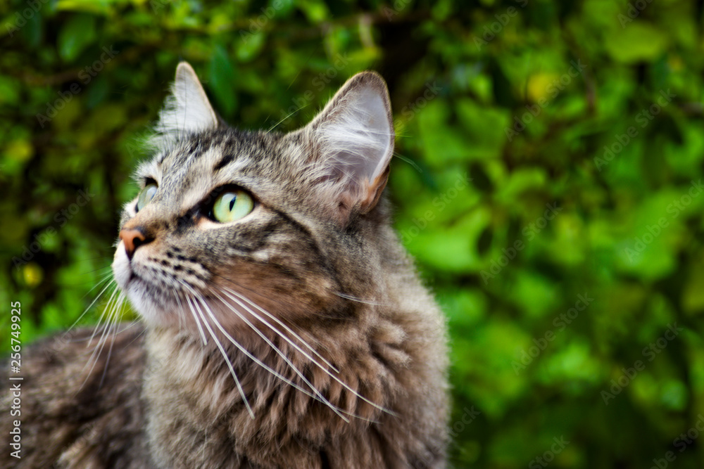 Cat Cat
