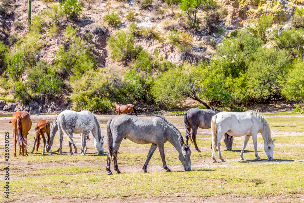 Obraz premium Wild Mustang Horses Grazing near a River