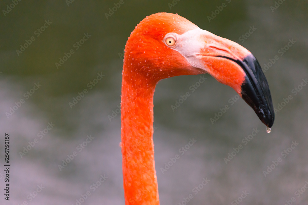 Fototapeta premium ベニイロフラミンゴ