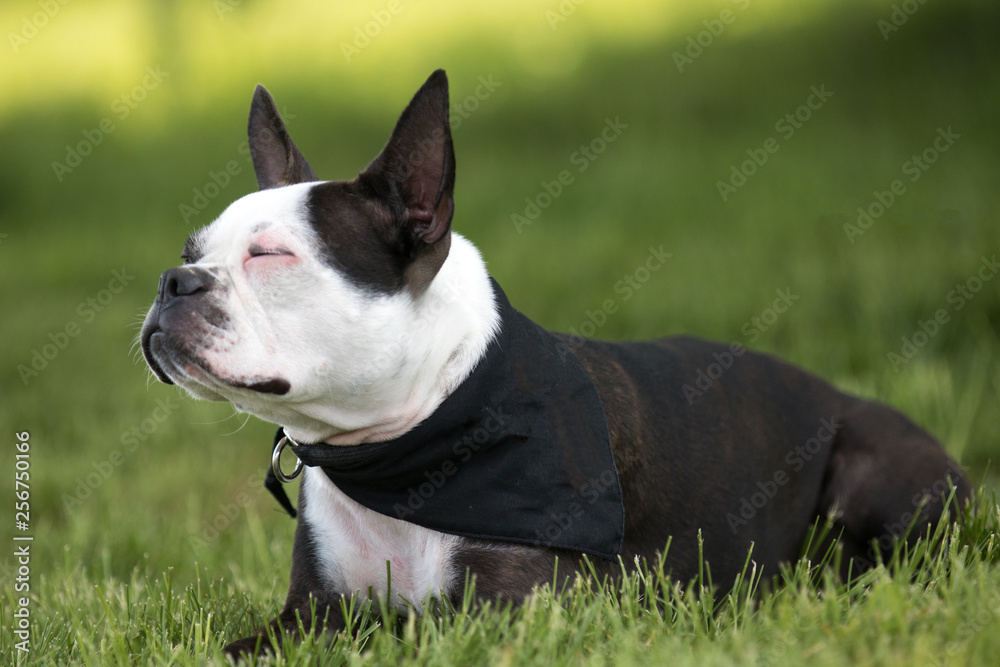 portrait of Boston terrier