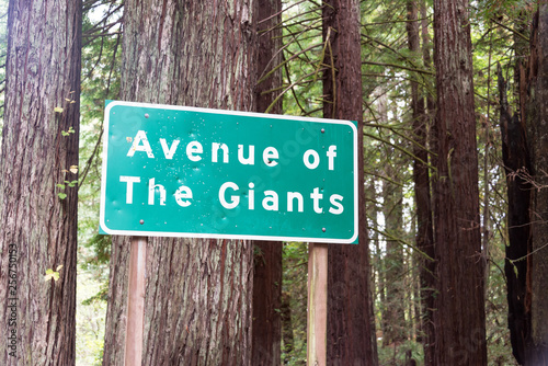 Avenue of The Giants Sign