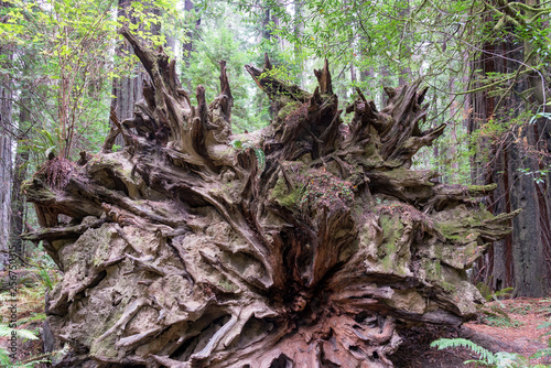 Roots of Fallen Redwood Tree