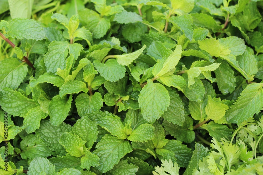 Pepper mint leaves for cooking at market Pepper mint leaves for cooking at market