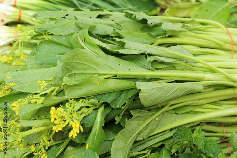 Fresh choy for cooking at street food Fresh choy for cooking at street food