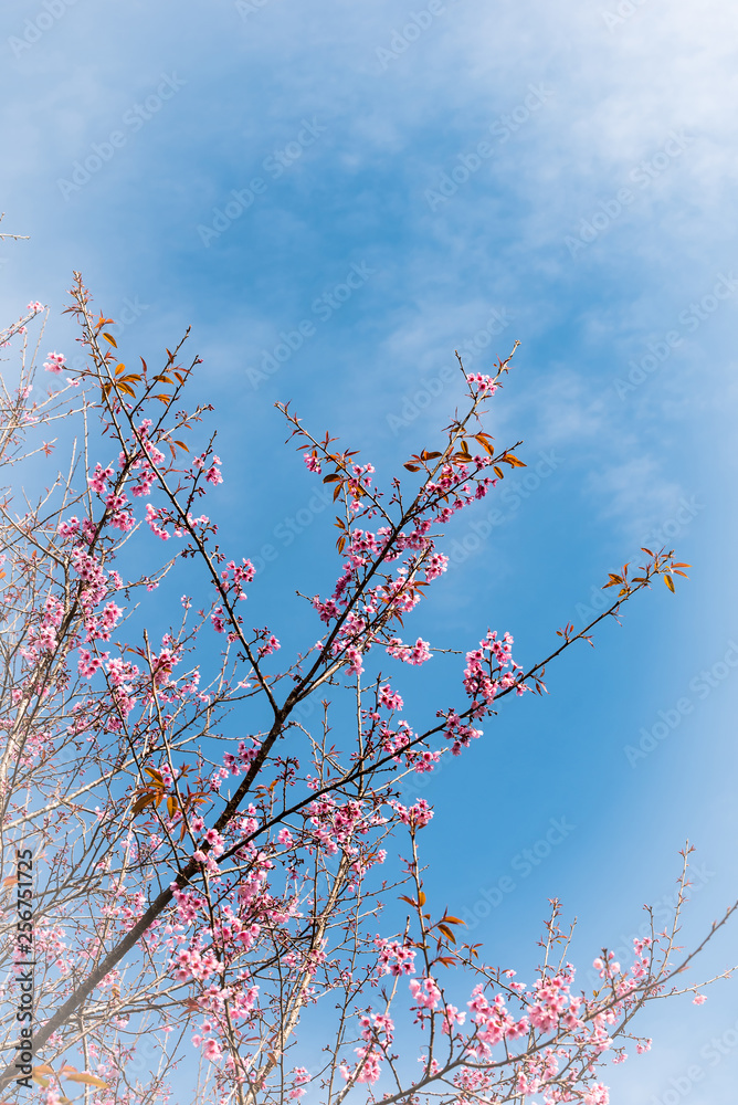 Wild Himalayan Cherry in blue sky.