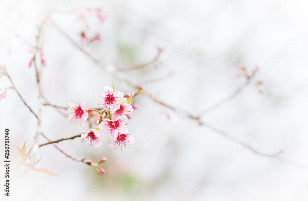 Obraz premium Wild Himalayan Cherry in blur background.