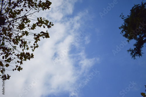Fresh green trees and blue sky and clouds. tree and sky. Fresh green trees and blue sky and clouds.Green leaves frame with sky background and copy space for text