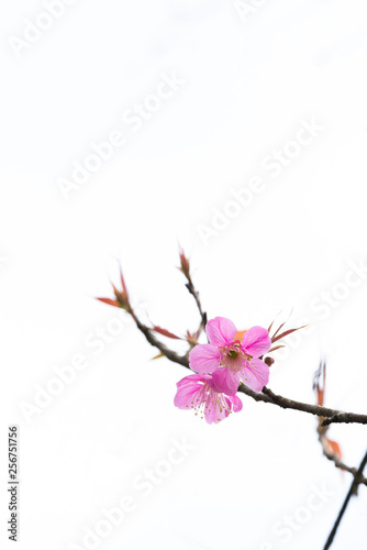 Wild Himalayan Cherry in white background.