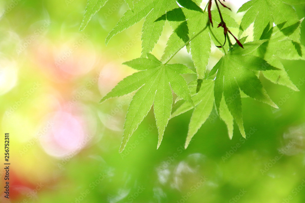 新緑の葉（広葉樹）